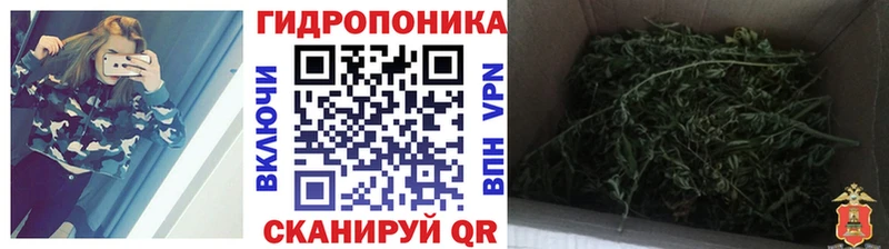 Купить  Новая Ладога  Бошки марихуана Amnesia 